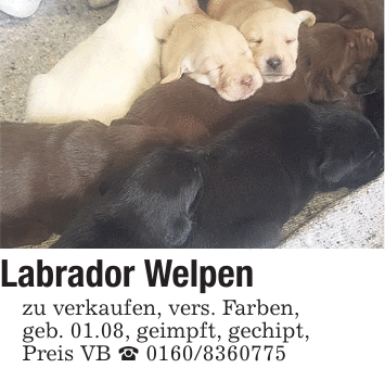 Labrador Welpen zu verkaufen, vers. Farben, geb. 01.08, geimpft, gechipt, Preis VB _ 0160/8360775