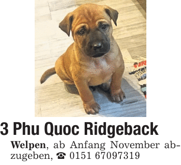 3 Phu Quoc Ridgeback Welpen, ab Anfang November abzugeben, _ 0151 67097319