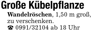 Große Kübelpflanze Wandelröschen, 1,50 m groß, zu verschenken._ 0991/32104 ab 18 Uhr