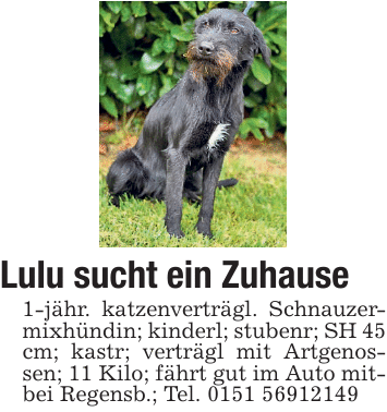 Lulu sucht ein Zuhause 1-jähr. katzenverträgl. Schnauzermixhündin; kinderl; stubenr; SH 45 cm; kastr; verträgl mit Artgenossen; 11 Kilo; fährt gut im Auto mitbei Regensb.; Tel. 0151 56912149