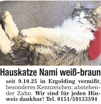 Hauskatze Nami weiß-braun seit 9.10.25 in Ergolding vermißt; besonderes Kennzeichen: abstehender Zahn. Wir sind für jeden Hinweis dankbar! Tel. 0151/59133594