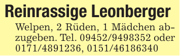 Reinrassige LeonbergerWelpen, 2 Rüden, 1 Mädchen abzugeben. Tel. 09452/9498352 oder0171/4891236, 0151/46186340