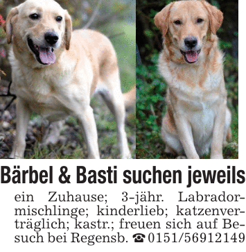 Bärbel & Basti suchen jeweilsein Zuhause; 3-jähr. Labradormischlinge; kinderlieb; katzenverträglich; kastr.; freuen sich auf Besuch bei Regensb. _ 0151/56912149
