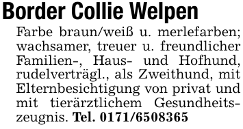 Border Collie WelpenFarbe braun/weiß u. merlefarben; wachsamer, treuer u. freundlicher Familien-, Haus- und Hofhund, rudelverträgl., als Zweithund, mit Elternbesichtigung von privat und mit tierärztlichem Gesundheitszeugnis. Tel. 0171/6508365