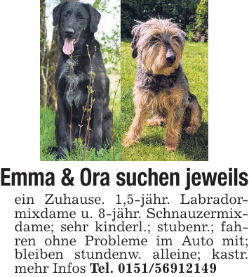 Emma & Ora suchen jeweils ein Zuhause. 1,5-jähr. Labradormixdame u. 8-jähr. Schnauzermixdame; sehr kinderl.; stubenr.; fahren ohne Probleme im Auto mit; bleiben stundenw. alleine; kastr. mehr Infos Tel. 0151/56912149