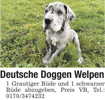 Deutsche Doggen Welpen 1 Grautiger Rüde und 1 schwarzer Rüde abzugeben, Preis VB, Tel.: 0170/3474232