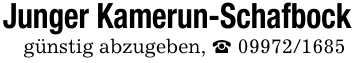 Junger Kamerun-Schafbockgünstig abzugeben, _ 09972/1685