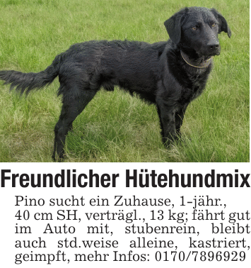 Freundlicher HütehundmixPino sucht ein Zuhause, 1-jähr.,40 cm SH, verträgl., 13 kg; fährt gut im Auto mit, stubenrein, bleibt auch std.weise alleine, kastriert, geimpft, mehr Infos: 0170/7896929