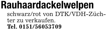 Rauhaardackelwelpenschwarz/rot von DTK/VDH-Züchter zu verkaufen.Tel. 0151/56053709