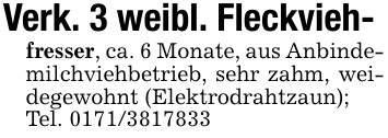 Verk. 3 weibl. Fleckvieh-fresser, ca. 6 Monate, aus Anbindemilchviehbetrieb, sehr zahm, weidegewohnt (Elektrodrahtzaun);Tel. 0171/3817833