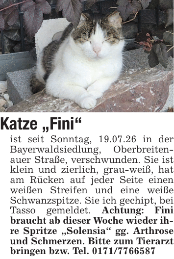 Katze 
