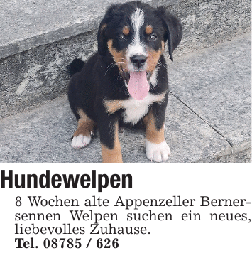 Hundewelpen 8 Wochen alte Appenzeller Bernersennen Welpen suchen ein neues, liebevolles Zuhause. Tel. 08785 / 626