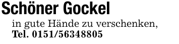 Schöner Gockelin gute Hände zu verschenken,Tel. 0151/56348805