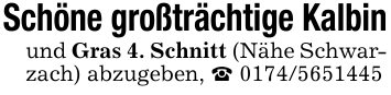 Schöne großträchtige Kalbinund Gras 4. Schnitt (Nähe Schwarzach) abzugeben, _ 0174/5651445
