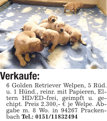 Verkaufe: 6 Golden Retriever Welpen, 5 Rüd. u. 1 Hünd., reinr. mit Papieren, Eltern HD/ED-frei, geimpft u. gechipt. Preis 2.300,- € je Welpe. Abgabe m. 8 Wo. in 94267 Prackenbach Tel.: 0151/11832494
